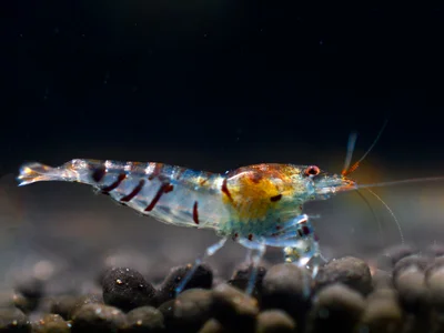 Tiger Garnele - Caridina cantonensis