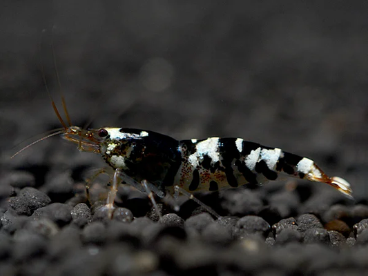 Tiger Bee Black Garnele - Caridina cantonensis