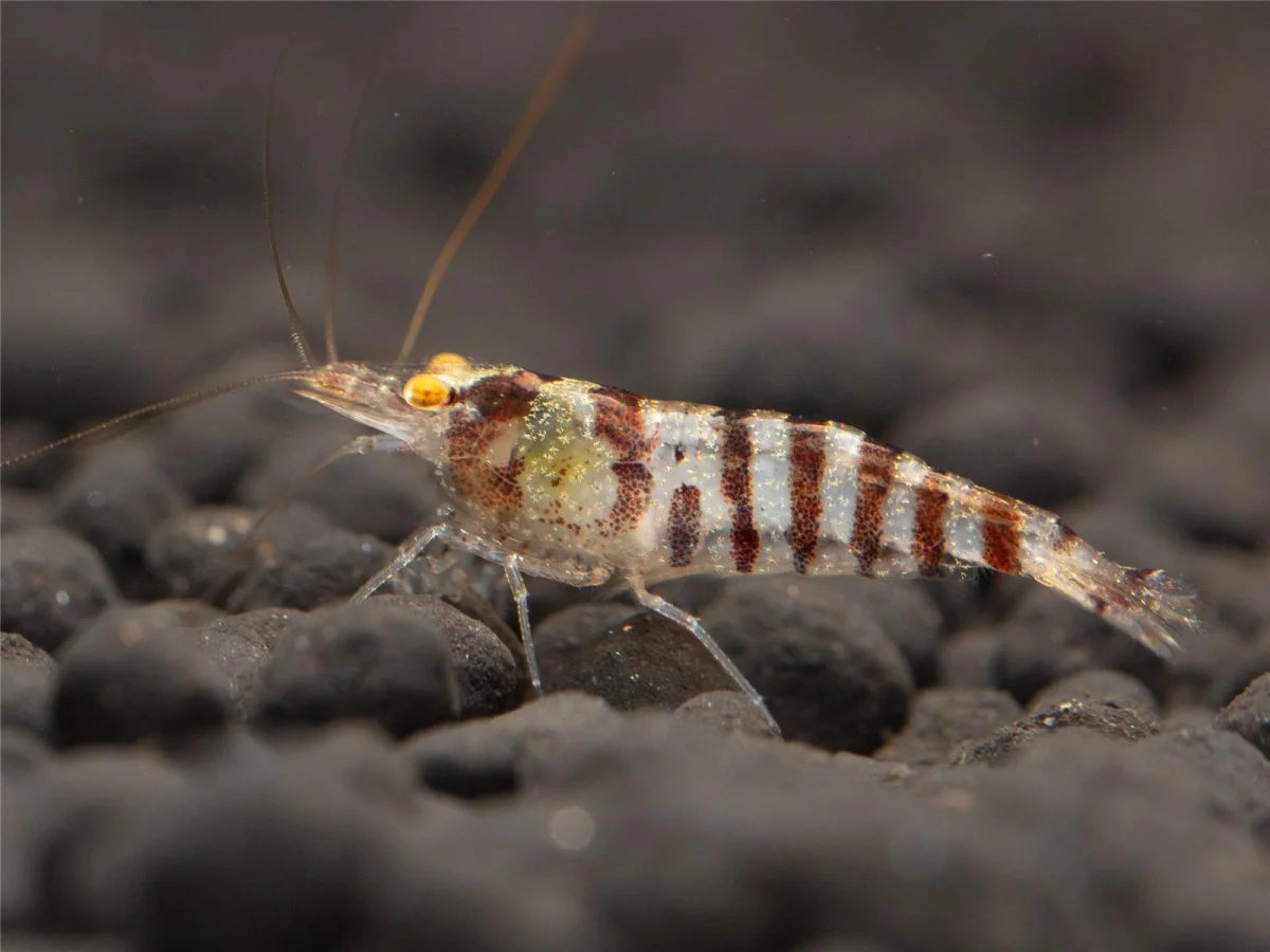 Indian Zebra Shrimp - Caridina cf. babaulti