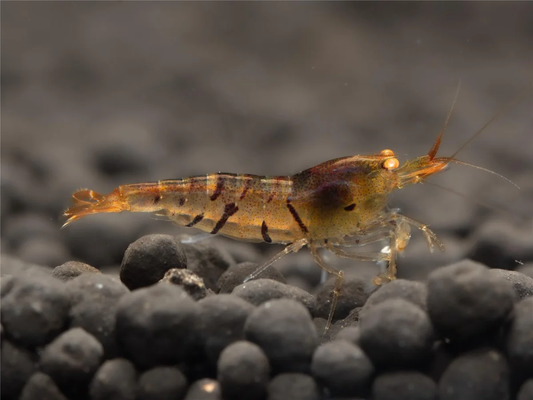 Tiger OE Garnele - Caridina cantonensis