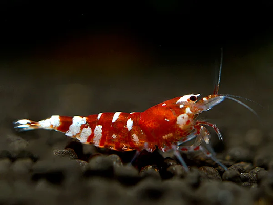 Tiger Bee Red Garnele - Caridina cantonensis