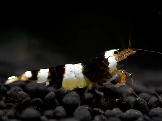 Black Bee Garnele (Caridina logemanni) – hochwertige Zwerggarnele mit schwarz-weißem Muster für Süßwasseraquarien, jetzt online kaufen.