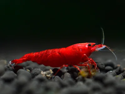 Black Taiwan Bee Garnele (Caridina cantonensis) – hochwertige Zuchtgarnele mit tiefschwarzer Färbung, ideal für anspruchsvolle Süßwasseraquarien, jetzt online kaufen.
