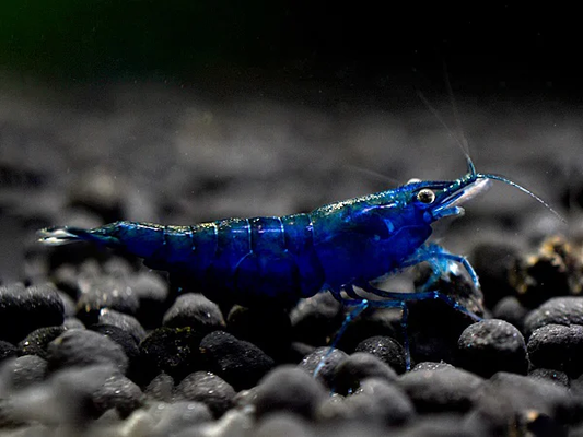 Blue Dream Garnele (Neocaridina davidi) – leuchtend blaue Zwerggarnele für Süßwasseraquarien, pflegeleicht und ideal für Einsteiger, jetzt online kaufen.
