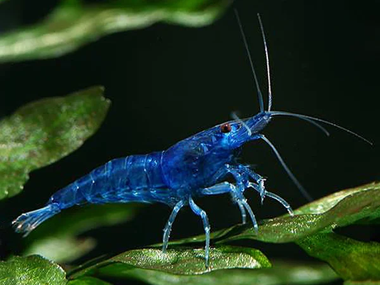 Blue Fairy Garnele (Neocaridina davidi) – zierliche Zwerggarnele mit zarter blauer Färbung, ideal für bepflanzte Süßwasseraquarien, jetzt online kaufen.
