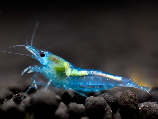 Blue Jelly Garnele (Neocaridina davidi) – attraktive Zwerggarnele mit hellblauer, durchscheinender Färbung, perfekt für Süßwasseraquarien, jetzt online kaufen.

