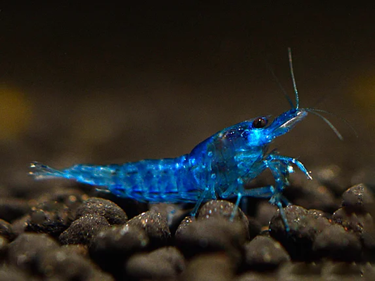 Blue Velvet Garnele (Neocaridina davidi) – dekorative Zwerggarnele mit samtig blauer Färbung, pflegeleicht und ideal für Süßwasseraquarien, jetzt online kaufen.
