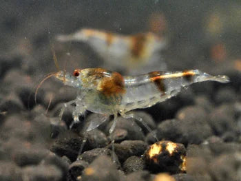 Bumble Bee Garnele (Caridina sp.) – attraktive Zwerggarnele mit schwarz-weißer Streifenzeichnung, ideal für Süßwasseraquarien, jetzt online kaufen.
