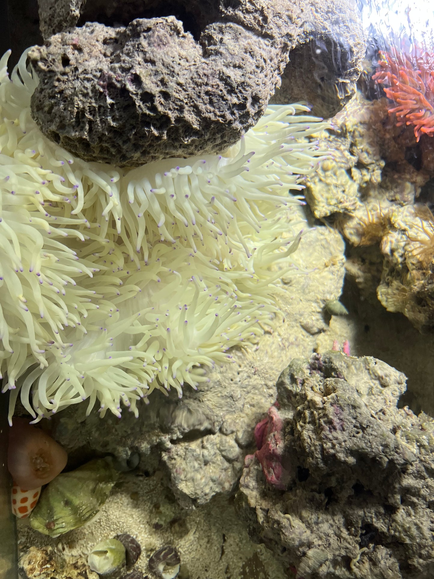 Anemone weiß mit blauen spitzen - Heteractis crispa WYSIWYG