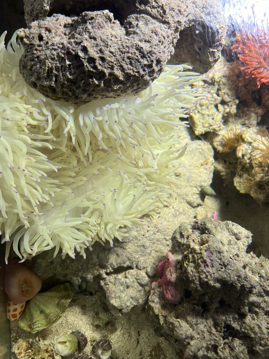 Anemone weiß mit blauen spitzen - Heteractis crispa WYSIWYG