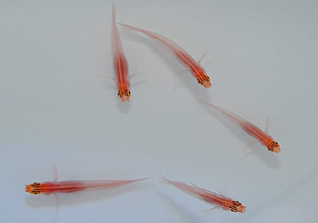 Eviota atriventris Neon Pygmy Goby