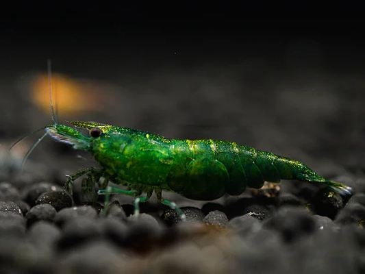 Green Jade Garnele (Neocaridina davidi) – auffällige Zwerggarnele mit leuchtend grüner Färbung, ideal für bepflanzte Süßwasseraquarien, jetzt online kaufen.
