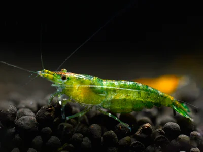 Green Jelly Garnele (Neocaridina davidi) – zarte Zwerggarnele mit transparenter, grünlicher Färbung, perfekt für Süßwasseraquarien, jetzt online kaufen.
