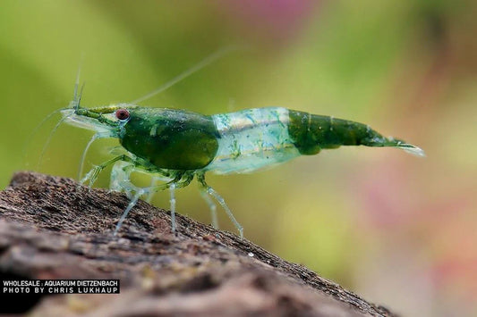 Green Rili Garnele (Neocaridina davidi) – attraktive Zwerggarnele mit grün-transparentem Muster, ideal für bepflanzte Süßwasseraquarien, jetzt online kaufen.
