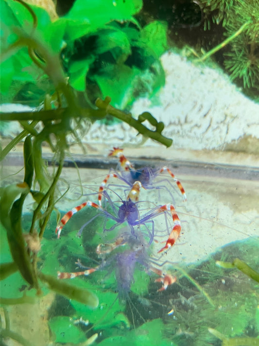 Stenopus tenuirostris Blaukörper-Scherengarnele