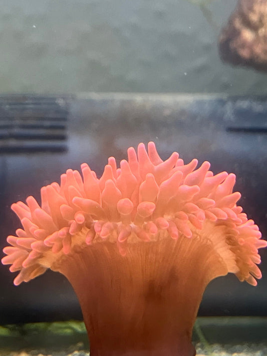 🪸 Entacmaea quadricolor – die klassische Clownfisch-Anemone!