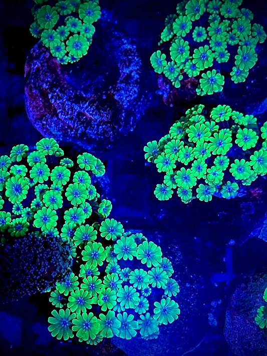Alveopora hellblauer Mund