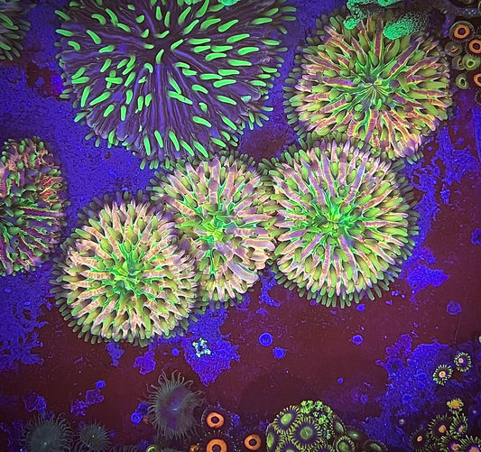 Fungia Multicolor