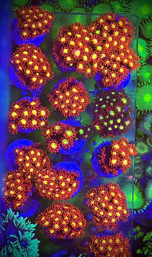 Goniopora Rot mit gelben Mund