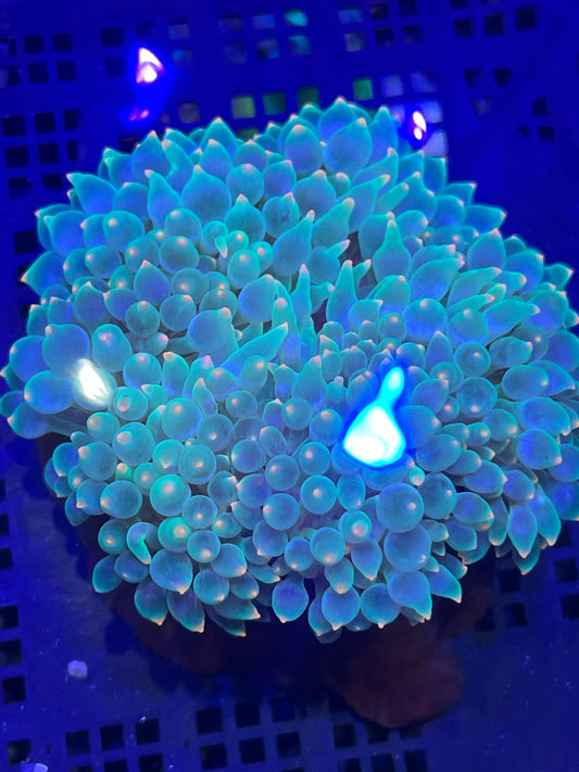 Entacmaea quadricolor Anemone WYSIWYG