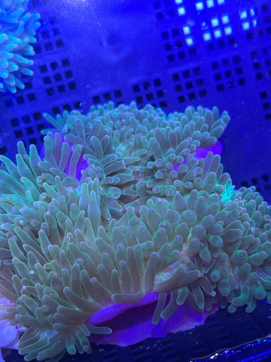 Entacmaea quadricolor Anemone WYSIWYG