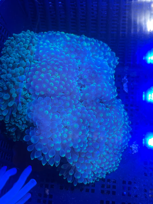 Entacmaea quadricolor Anemone WYSIWYG