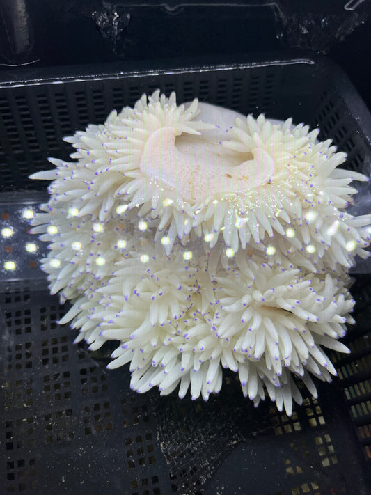 Anemone weiß mit blauen spitzen - Heteractis crispa WYSIWYG