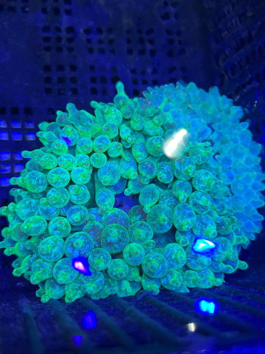 Entacmaea quadricolor Anemone WYSIWYG