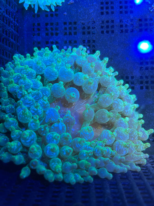 Entacmaea quadricolor Anemone WYSIWYG