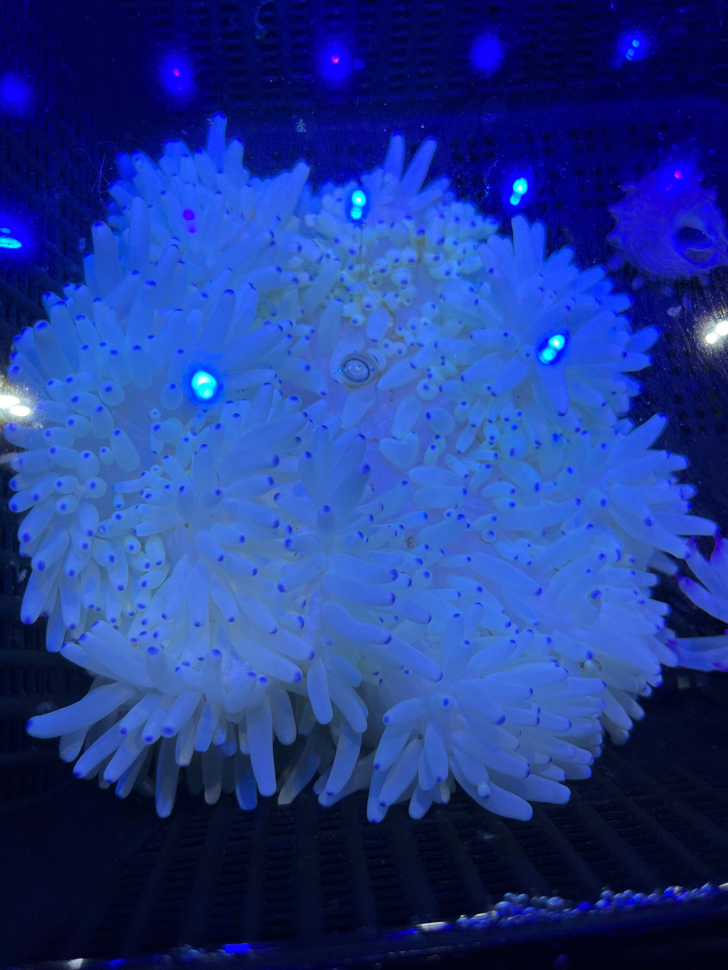 Anemone weiß mit blauen spitzen - Heteractis crispa WYSIWYG