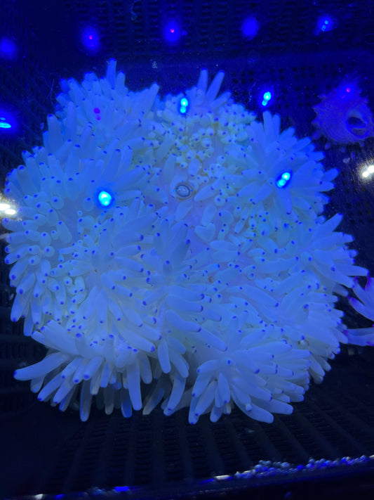 Anemone weiß mit blauen spitzen - Heteractis crispa WYSIWYG