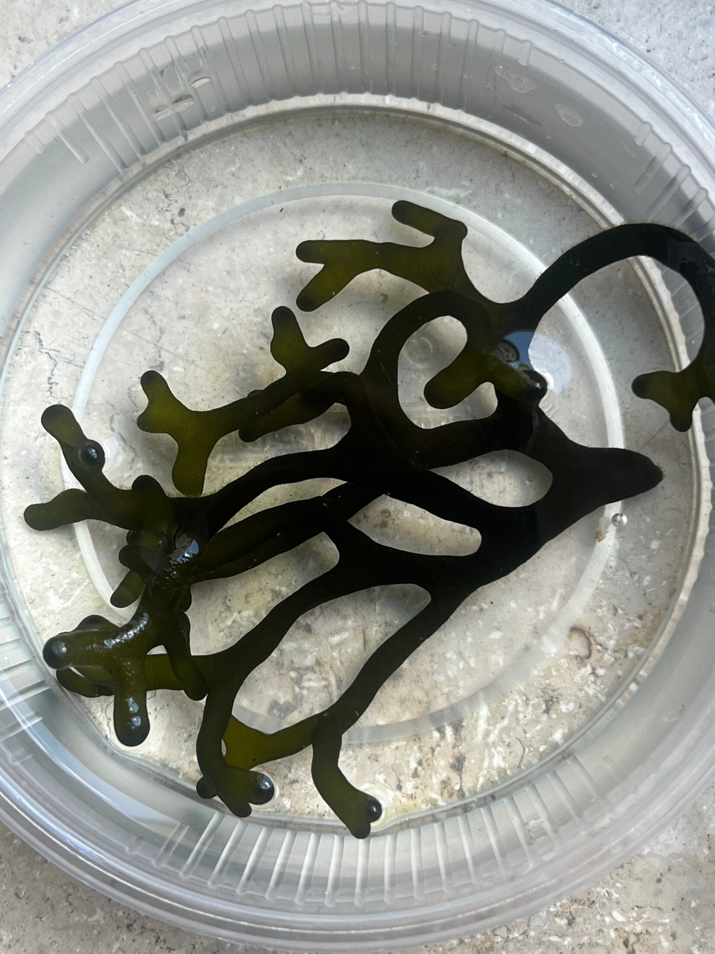 Codium fragile/Alge