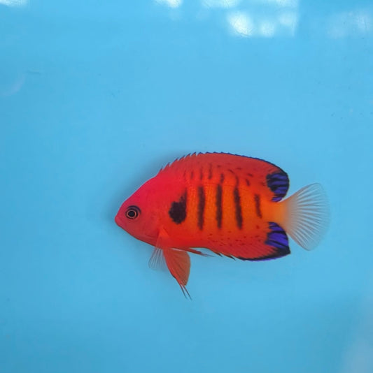 Centropyge loriculus PAAR