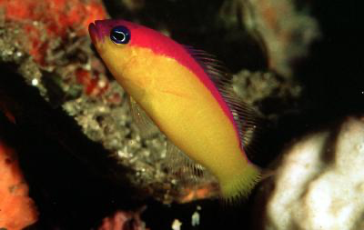 Pictichromis diadema – Diadem-Zwergbarsch