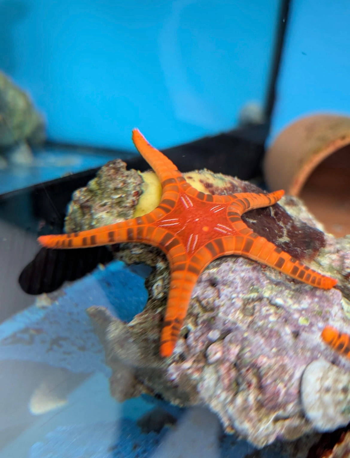 Iconaster longimanus – Mosaik-Seestern