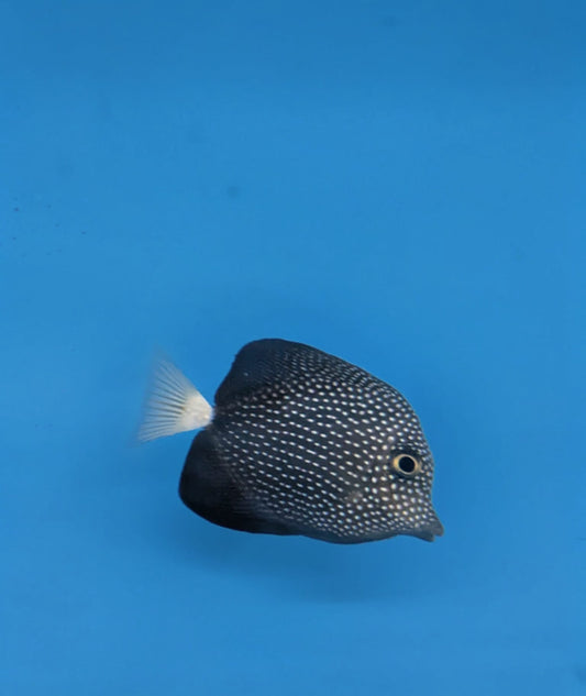 Zebrasoma gemmatum Mauritius Segelflossen Doktorfisch