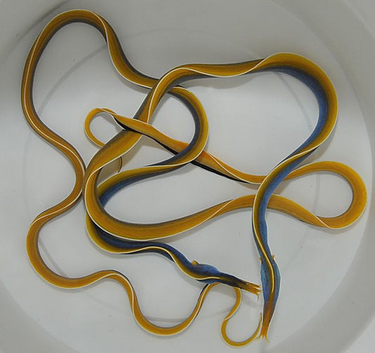 Rhinomuraena quaesita - Nasen-Muräne blau-gelb