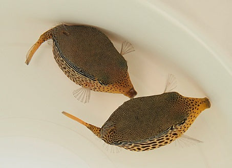 Ostracion solorense - Kofferfisch Weibchen !!Rarität!!