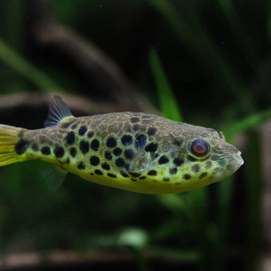 Leopardkugelfisch (Tetraodon schoutedeni)