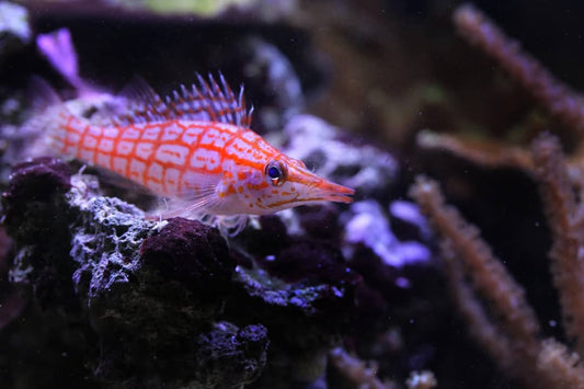 Oxycirrhites typus Langschnauzen Korallenwächter