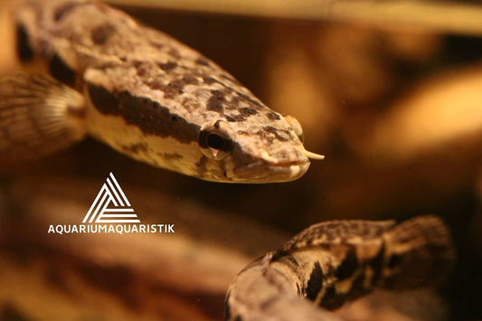 Dunkelbäuchiger Schlangenkopf (Parachanna obscura)