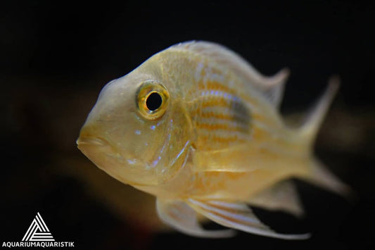 Erdfresser sveni – Geophagus sveni | Farbenprächtiger, friedlicher Südamerika-Cichlide