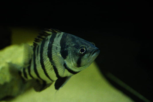 Silber-Tigerbarsch Datnioides polota