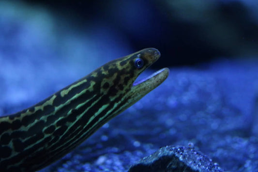 Leopardmuräne (Gymnothorax polyuranodon)