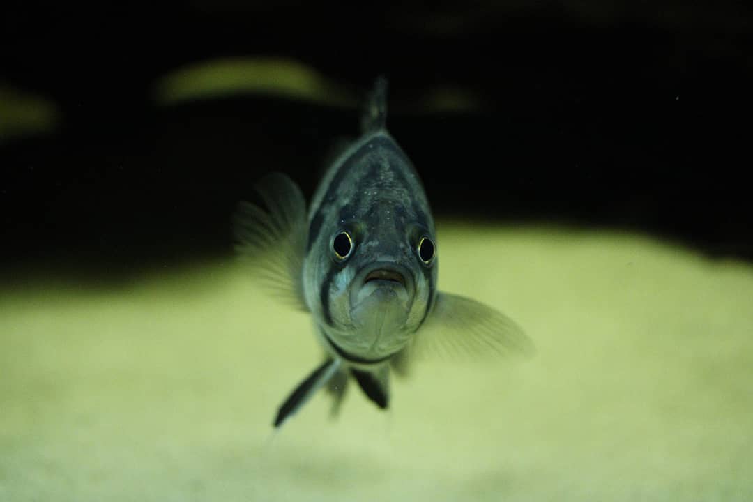 Silber-Tigerbarsch Datnioides polota