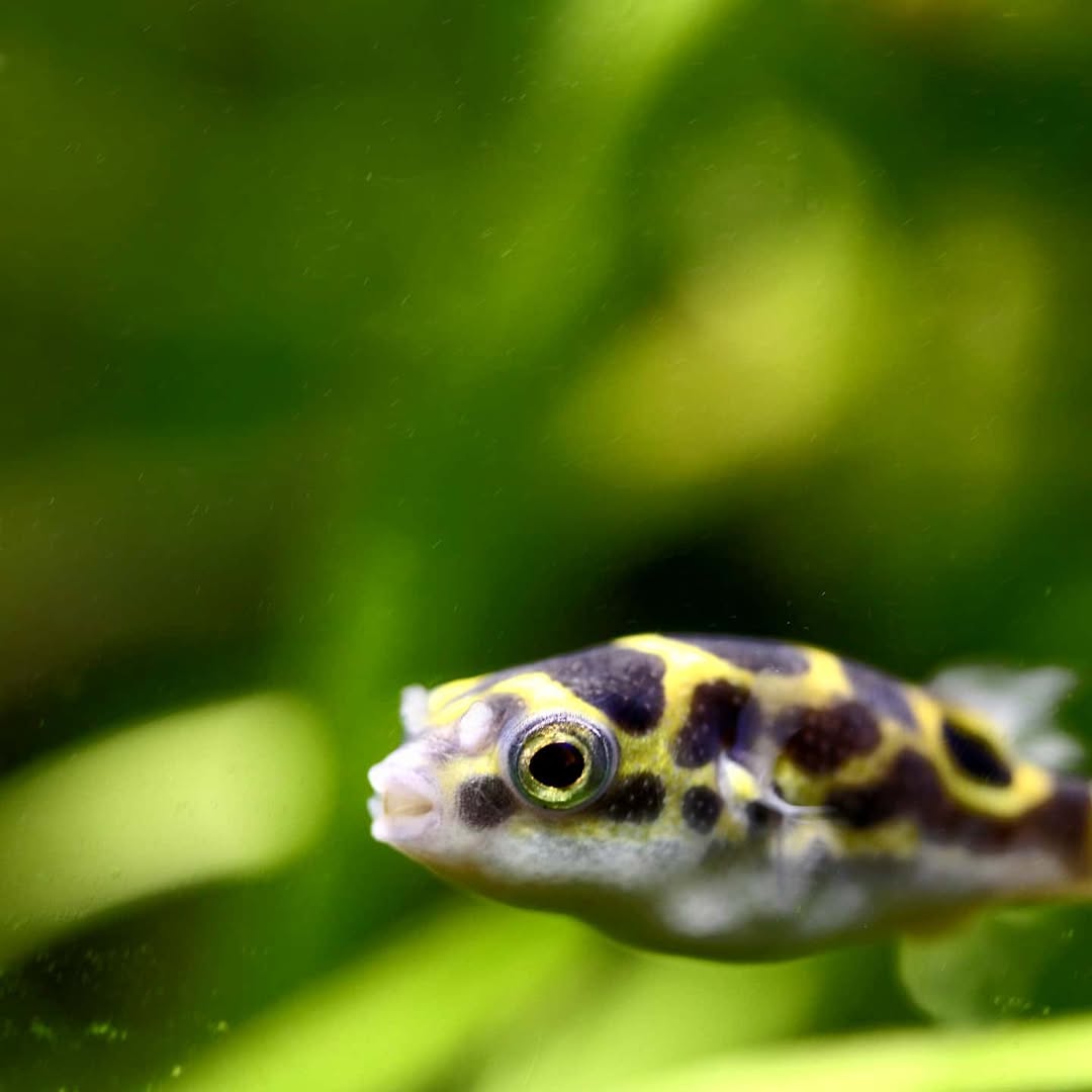 Augenfleck-Kugelfisch (Tetraodon biocellatus)