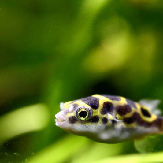 Augenfleck-Kugelfisch (Tetraodon biocellatus)