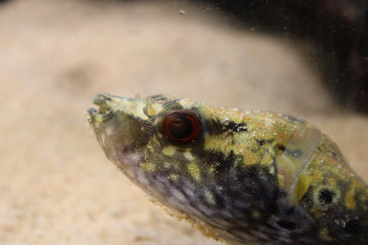 Echter Palembang-Kugelfisch (Pao palembangensis)