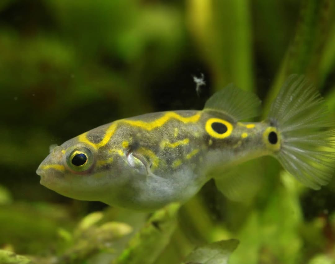 Augenfleck-Kugelfisch (Tetraodon biocellatus)