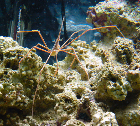 Stenorhynchus seticornis - Pfeil-Gespensterkrabbe